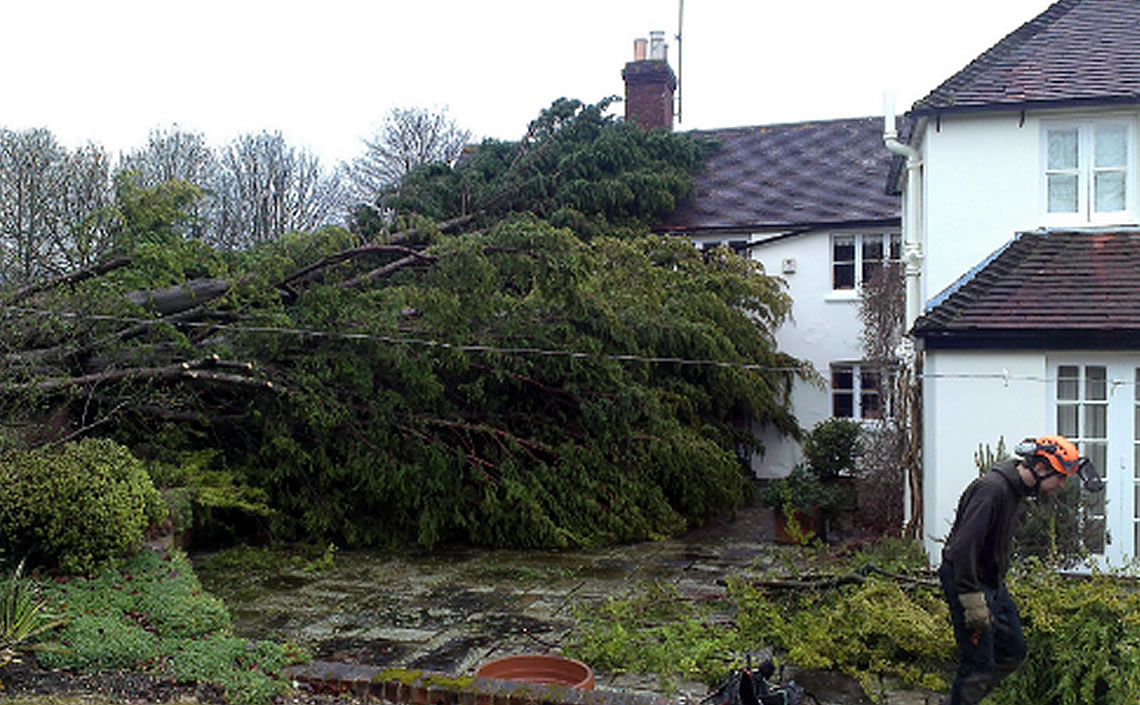 Tree Removal Domestic Emergency