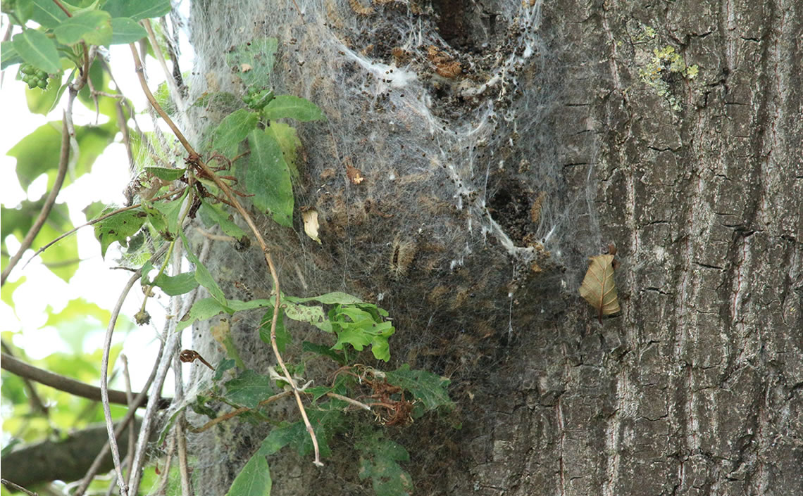 Oak Processionary Moth Nest